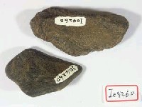 藏品(碎骨片兩塊)的圖片